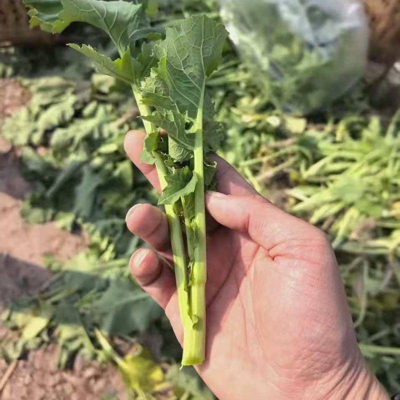 诚信销售油菜苔