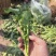 诚信销售油菜苔