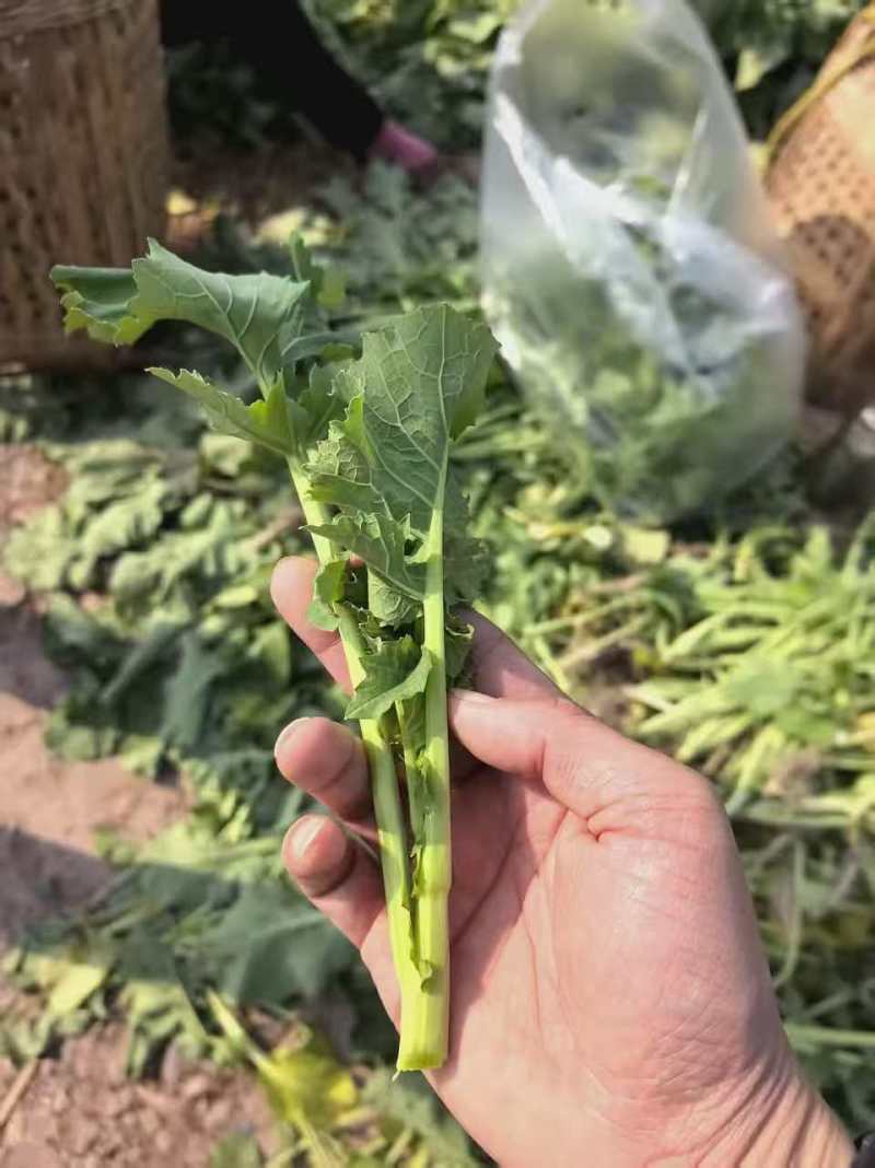诚信销售油菜苔