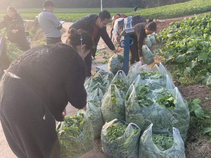 诚信销售油菜苔