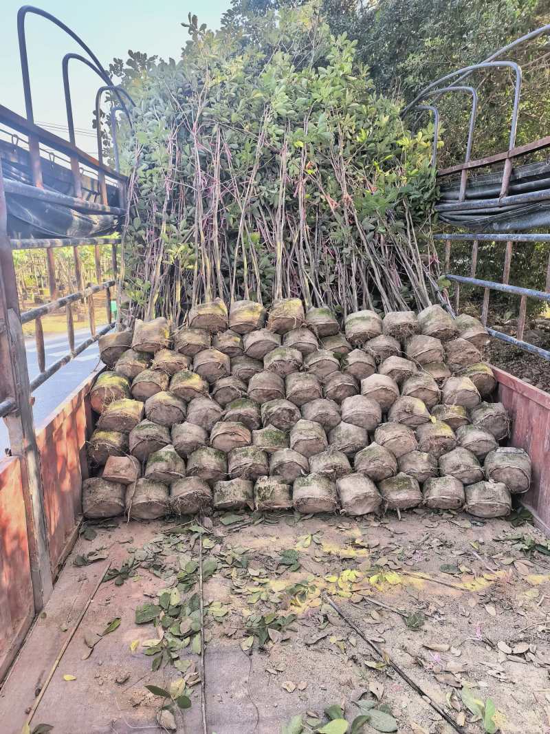 多花黄花风铃木各种规格移植袋苗，市政货