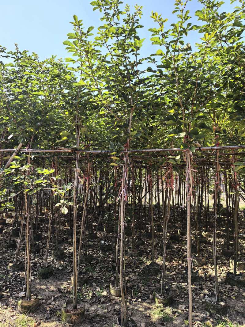 多花黄花风铃木各种规格移植袋苗，市政货