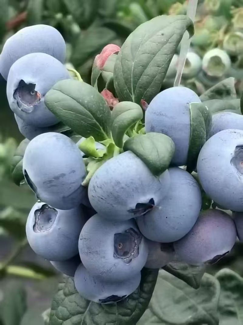 精品蓝莓云雀公爵等蓝莓品种齐全对接一条龙