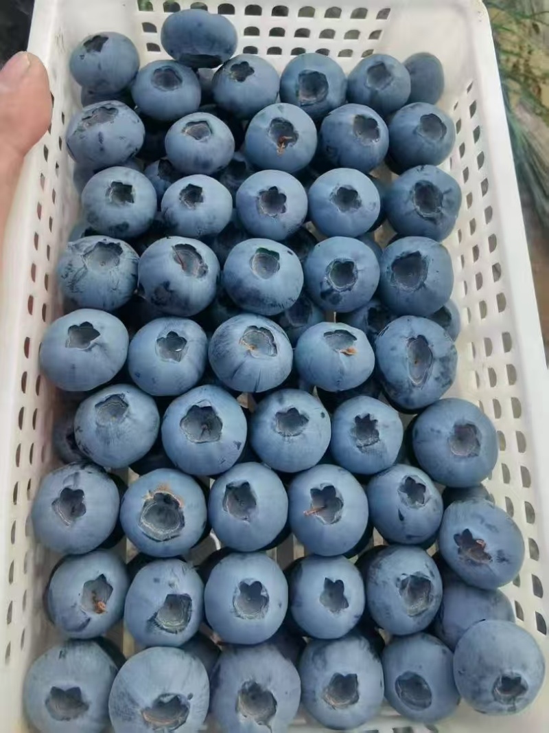 精品蓝莓云雀公爵等蓝莓品种齐全对接一条龙