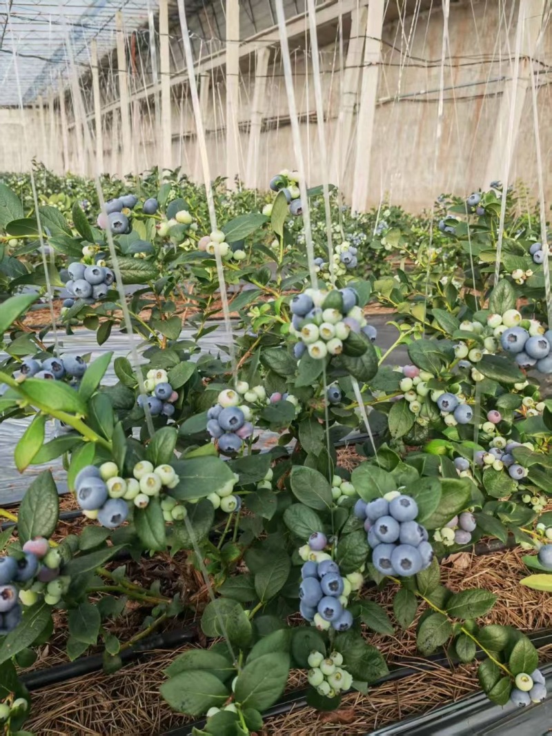 精品蓝莓云雀公爵等蓝莓品种齐全对接一条龙