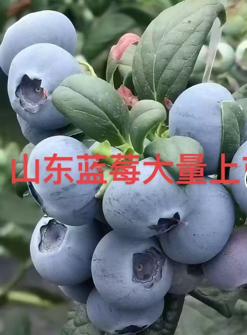 精品蓝莓云雀公爵等蓝莓品种齐全对接一条龙
