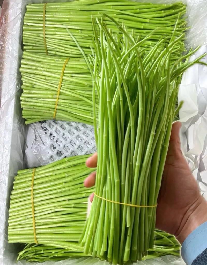 【青白芦蒿】江苏芦蒿/大棚芦蒿/基地常年供应/可全国发货