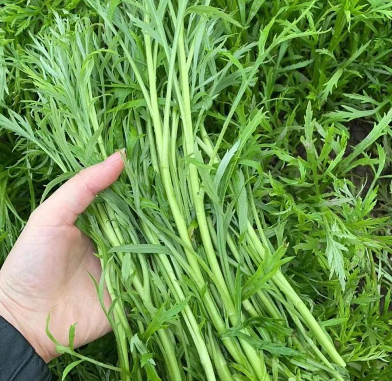 【青白芦蒿】江苏芦蒿/大棚芦蒿/基地常年供应/可全国发货