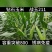 战玉211玉米种子国审白轴玉米种