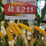 战玉211玉米种子国审白轴玉米种