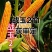 战玉211玉米种子国审白轴玉米种