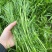 【江苏芦蒿】精品大棚芦蒿/保质保量/价格便宜/可视频看货