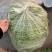 急售【青白芦蒿】江苏泗阳/基地直供/现挖现发/随到随装