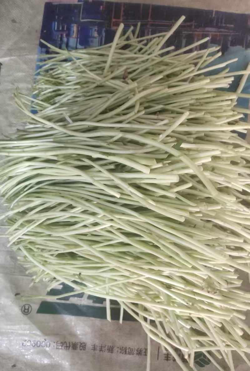 急售【青白芦蒿】江苏泗阳/基地直供/现挖现发/随到随装