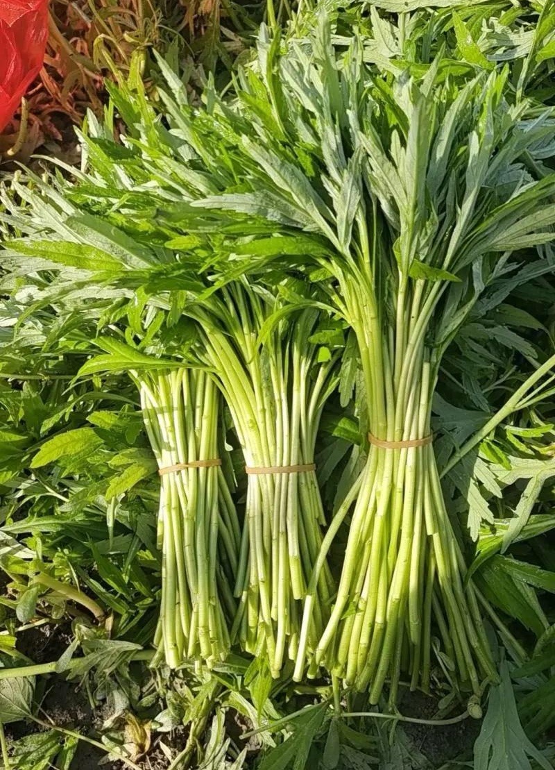 急售【青白芦蒿】江苏泗阳/基地直供/现挖现发/随到随装