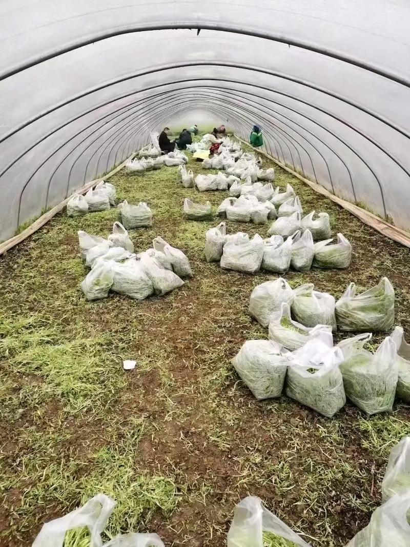 急售【青白芦蒿】江苏泗阳/基地直供/现挖现发/随到随装