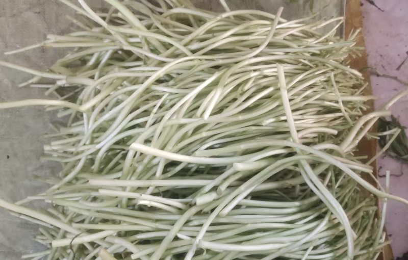 急售【青白芦蒿】江苏泗阳/基地直供/现挖现发/随到随装