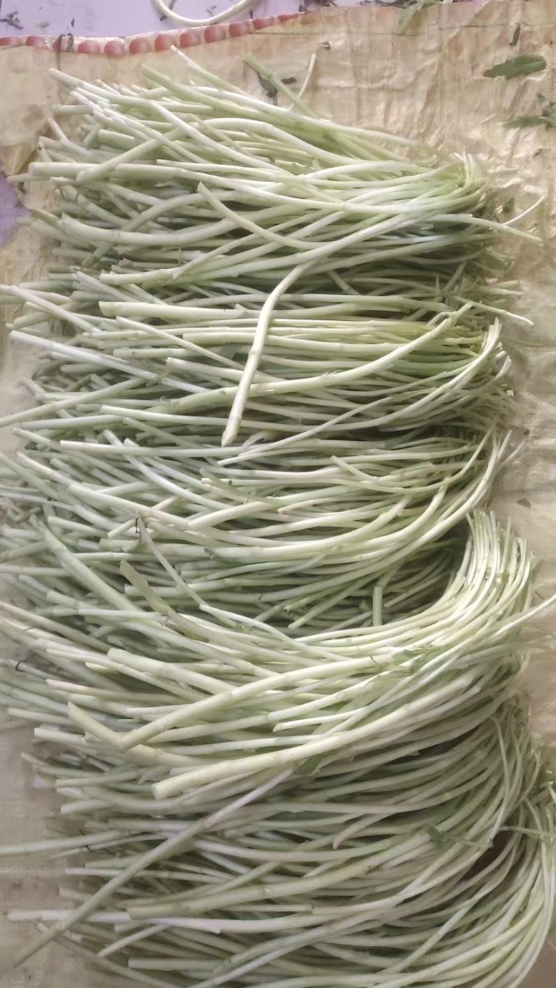 急售【青白芦蒿】江苏泗阳/基地直供/现挖现发/随到随装