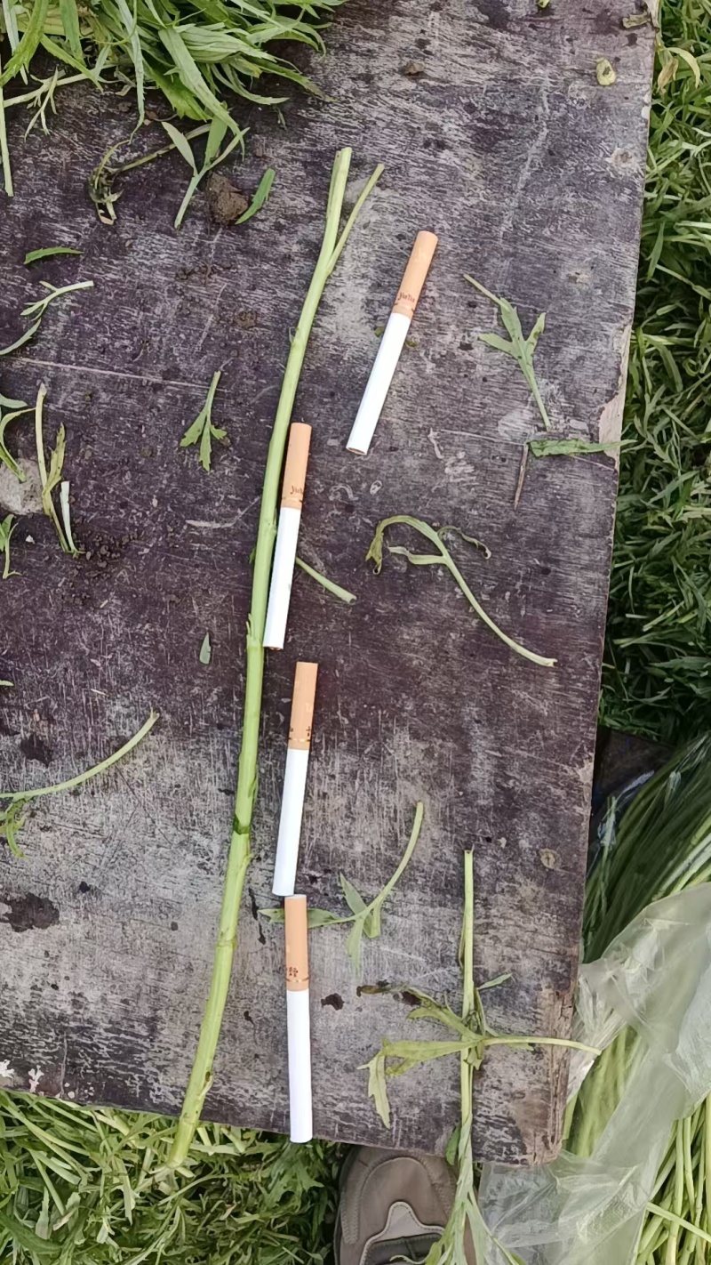 急售【青白芦蒿】江苏泗阳/基地直供/现挖现发/随到随装