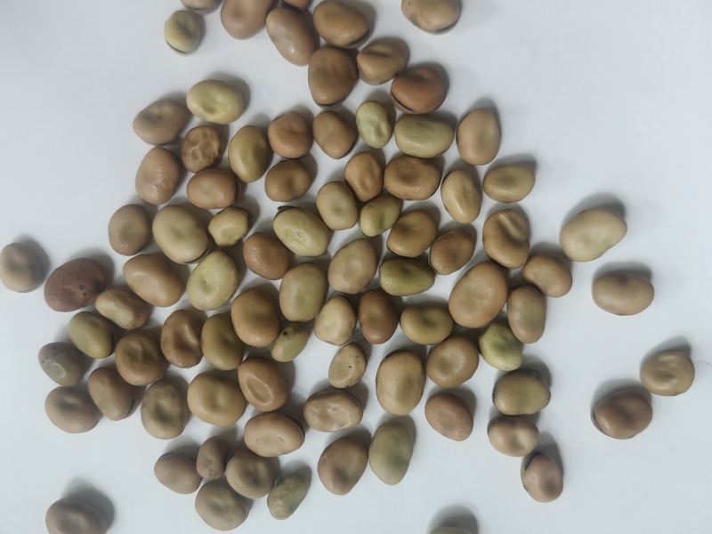 干蚕豆进口干蚕豆