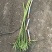 【青白芦蒿】急售降价处理中/江苏泗阳产地/欢迎来电洽谈