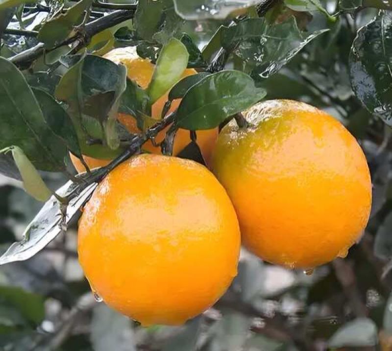 货车司机湖南麻阳直采冰糖橙大量批发好吃不贵