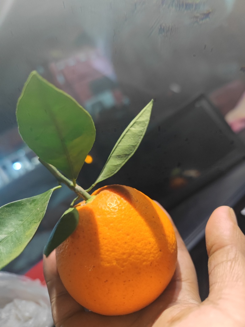 货车司机湖南麻阳直采冰糖橙大量批发好吃不贵