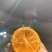 货车司机湖南麻阳直采冰糖橙大量批发好吃不贵