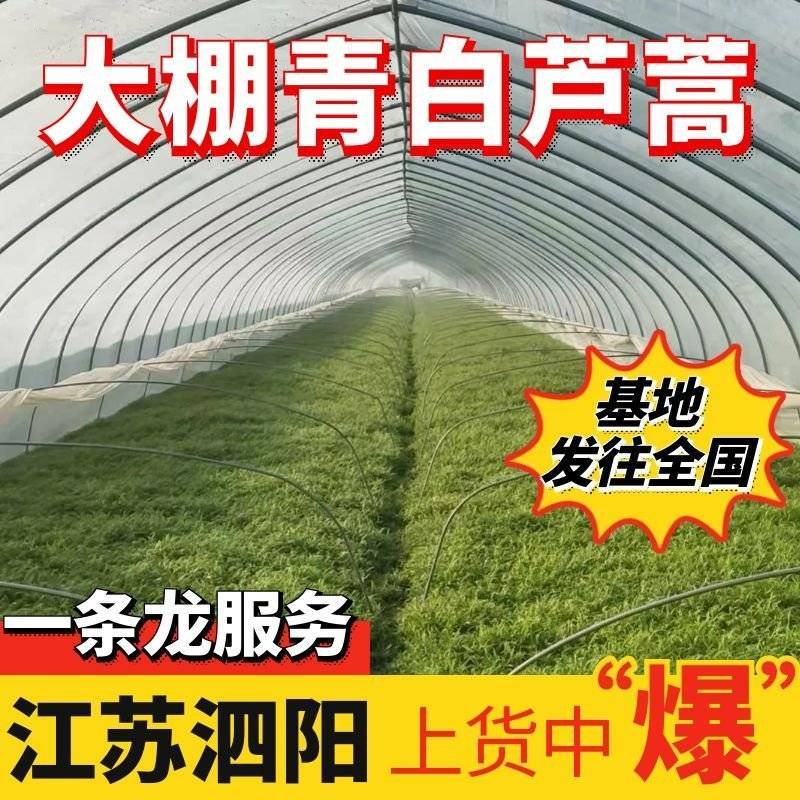 【青白芦蒿】江苏芦蒿/大棚芦蒿/基地常年供应/可全国发货