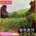 急售【青白芦蒿】江苏泗阳/基地直供/现挖现发/随到随装