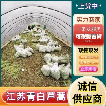 【青白芦蒿】急售降价处理中/江苏泗阳产地/欢迎来电洽谈