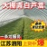 《急售》大棚青白芦蒿/10斤一包/江苏泗阳/可全国发货