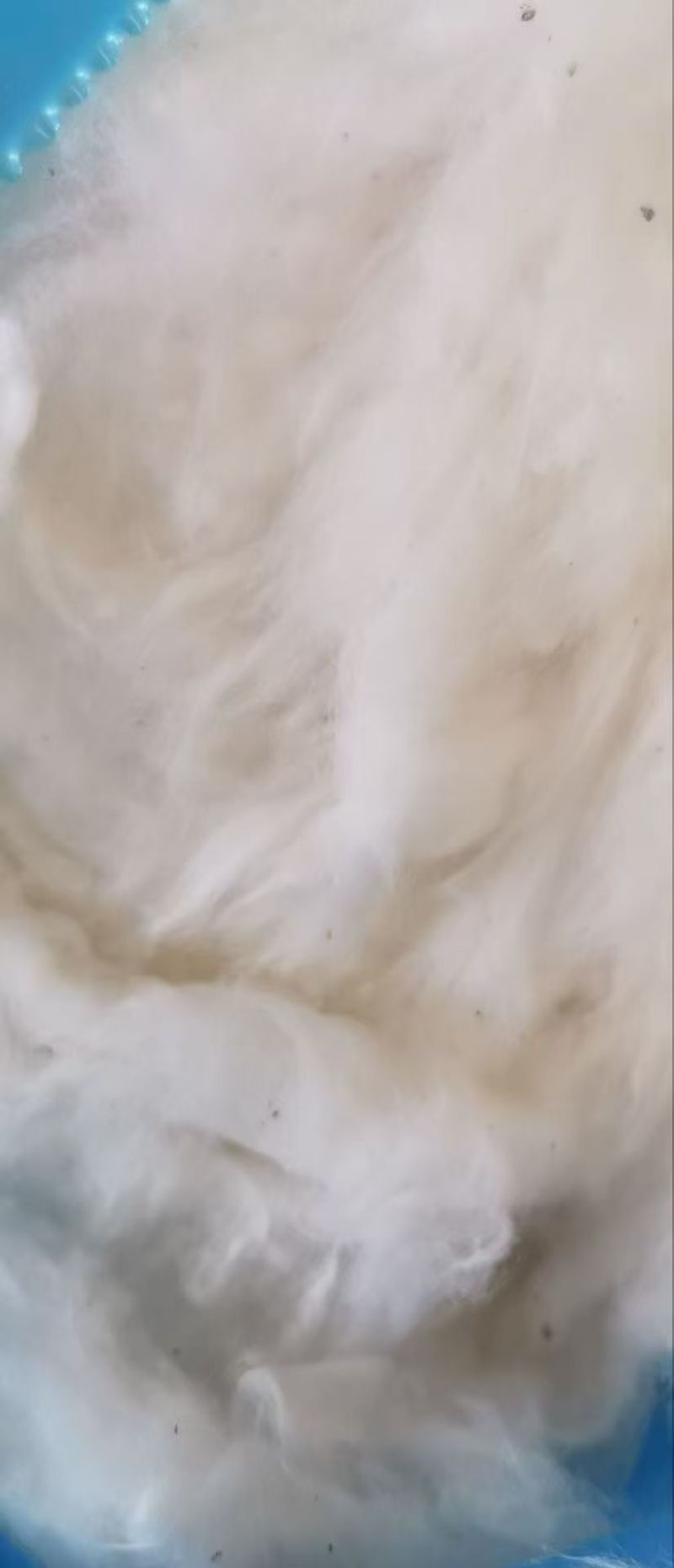 1.2级籽棉！山东德州对接棉纱工厂，棉被工厂，实地考察。