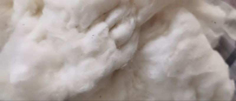 1.2级籽棉！山东德州对接棉纱工厂，棉被工厂，实地考察。
