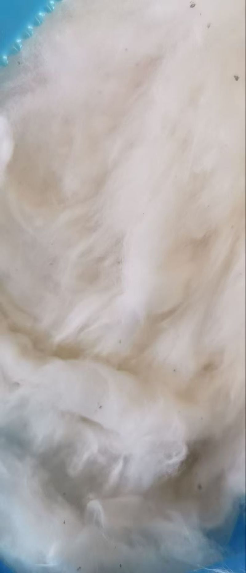 1.2级籽棉！山东德州对接棉纱工厂，棉被工厂，实地考察。