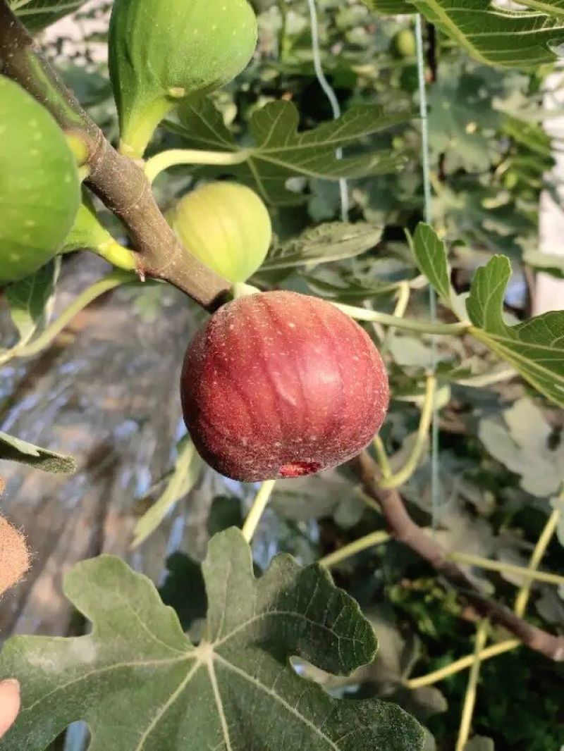 无花果树苗格莱斯久留米芭劳奈金傲芬波姬红青皮布兰瑞克