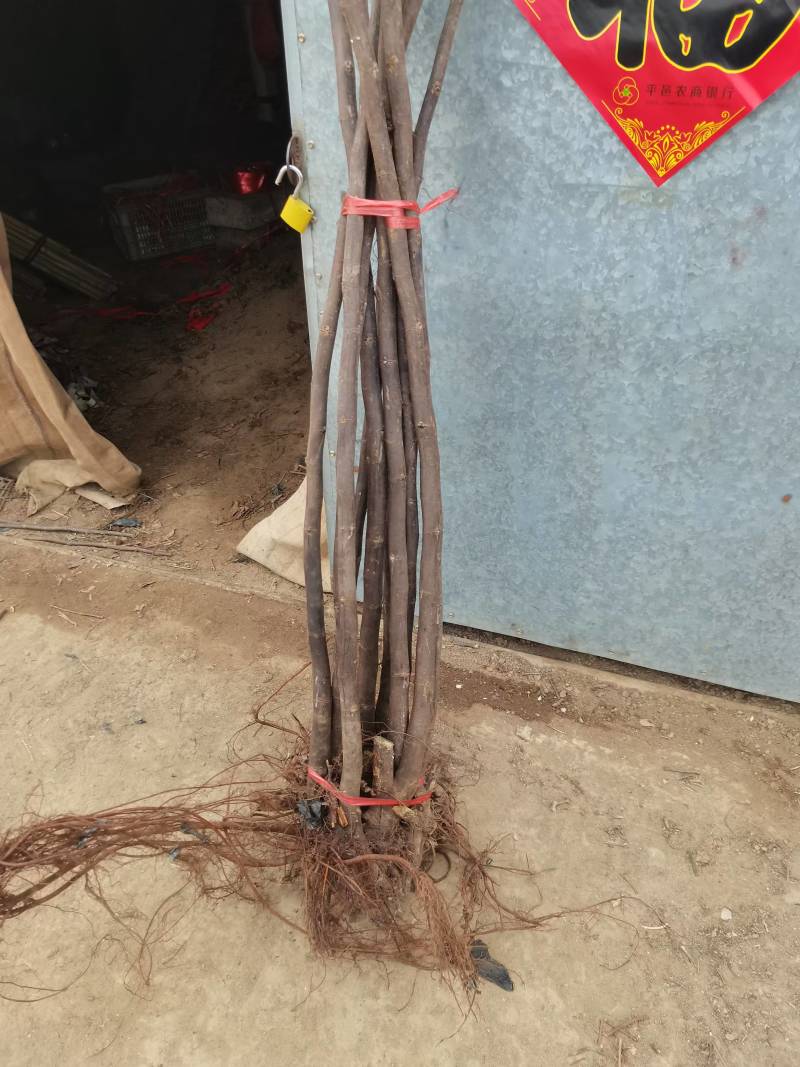 无花果树苗格莱斯久留米芭劳奈金傲芬波姬红青皮布兰瑞克