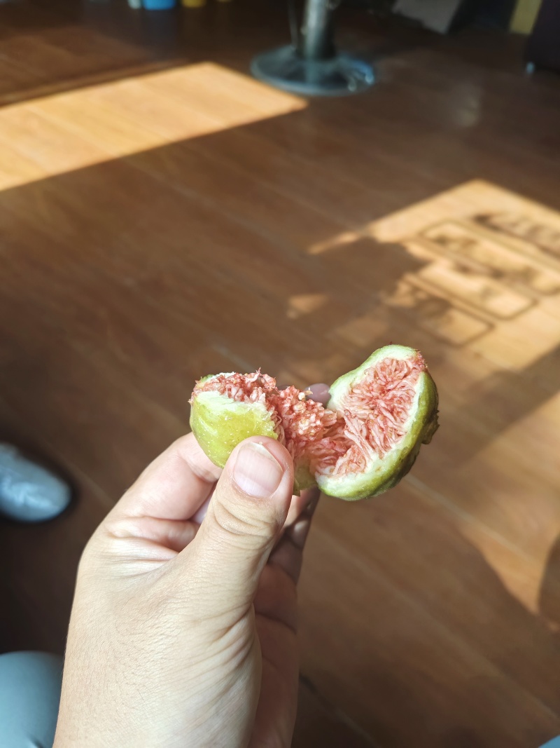 无花果树苗格莱斯久留米芭劳奈金傲芬波姬红青皮布兰瑞克