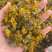 旋覆花野生中药材旋覆花新货无硫保质保量诚信经营