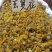 旋覆花野生中药材旋覆花新货无硫保质保量诚信经营