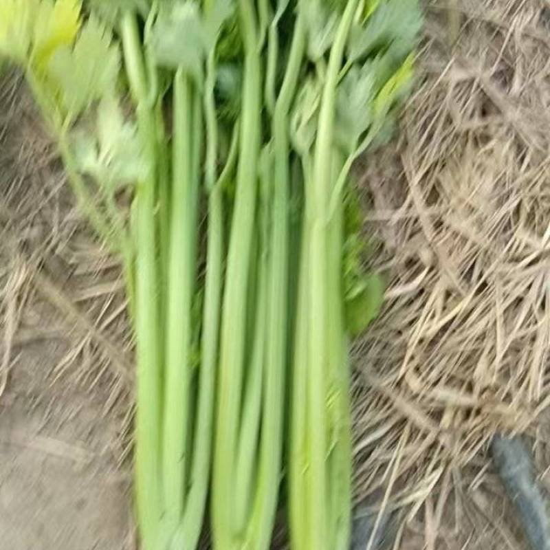 芹菜
