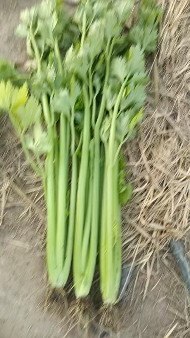 芹菜