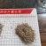 河北绞股蓝质量好量大从优质优价廉对接全国市场欢迎询价