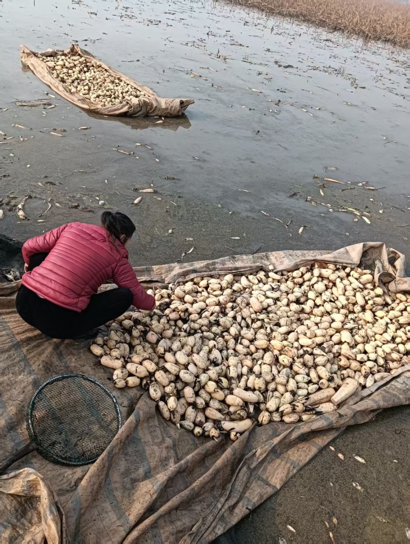 精品莲藕小藕瓜产地供应货源充足量大从优欢迎咨询