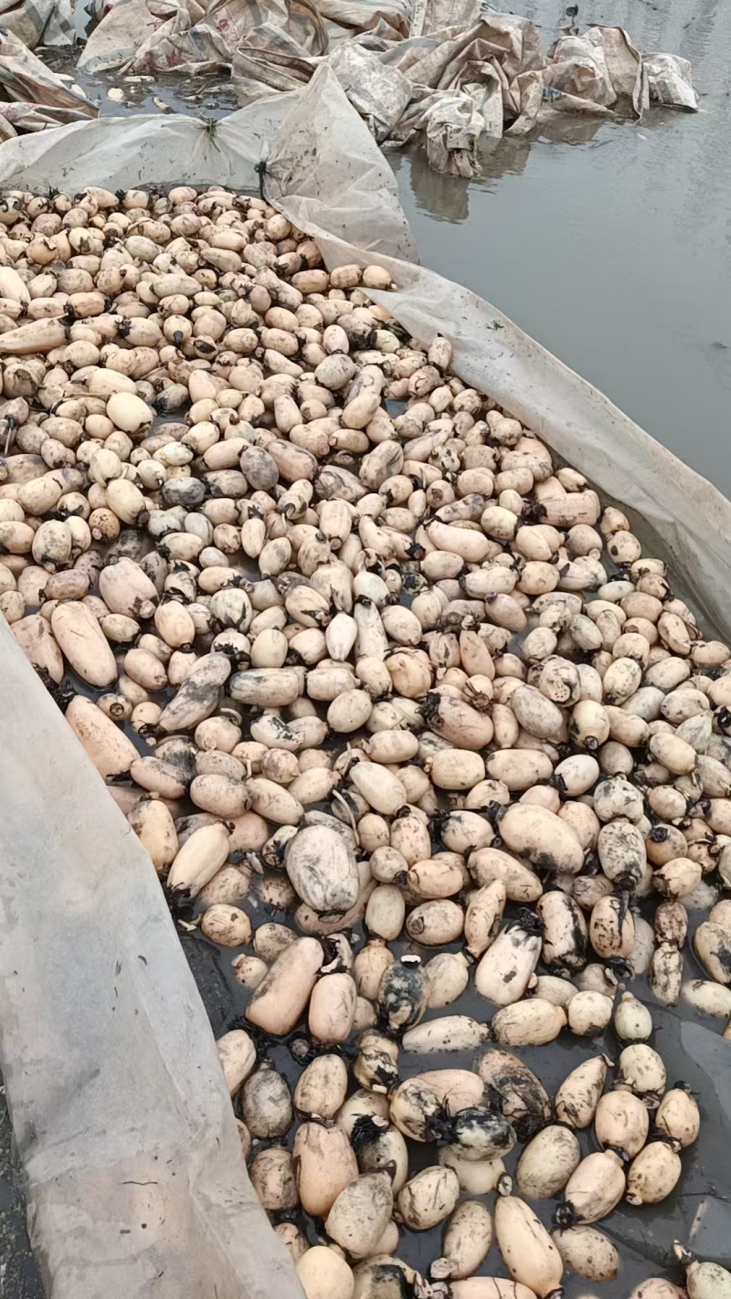 精品莲藕小藕瓜产地供应货源充足量大从优欢迎咨询