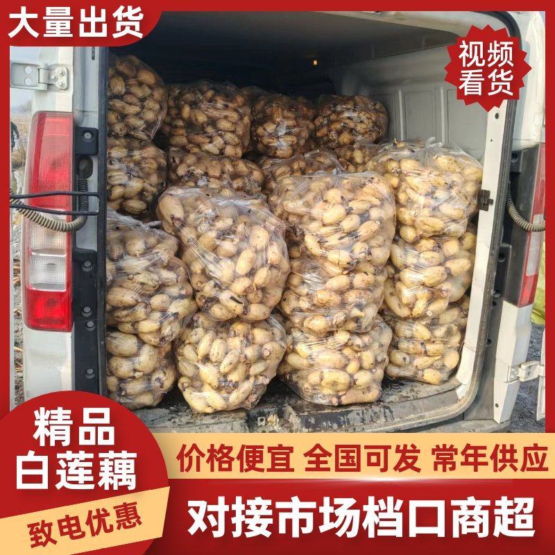 精品莲藕小藕瓜产地供应货源充足量大从优欢迎咨询
