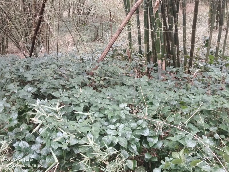 野生假蒌，现摘现发，