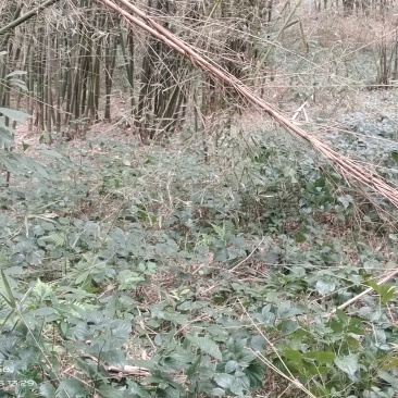 野生假蒌，现摘现发，