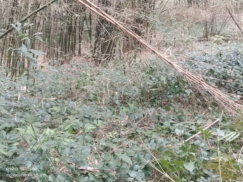 野生假蒌，现摘现发，