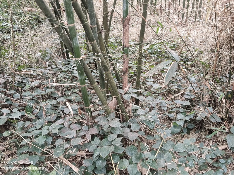 野生假蒌，现摘现发，